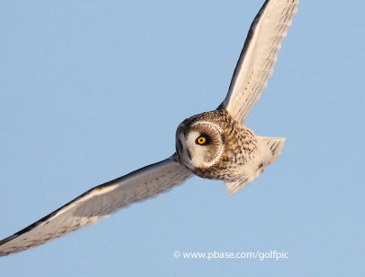 One of three short-eared owls on the hunt.