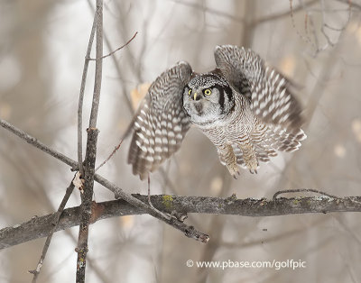 Northern Hawk Owl