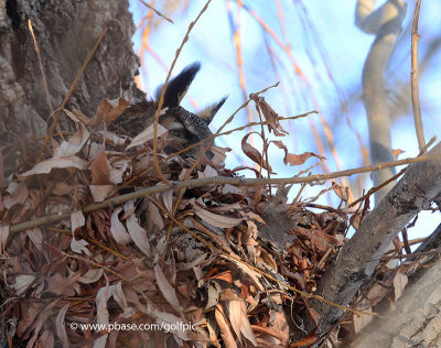 Great Horned Owl on the nest