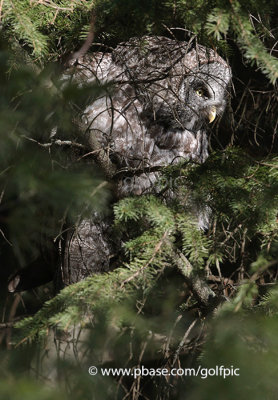 Great Gray Owl in conifers