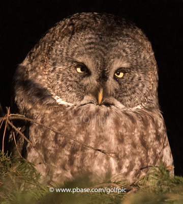 Great Gray Owl