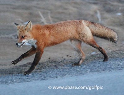 Fox with vole