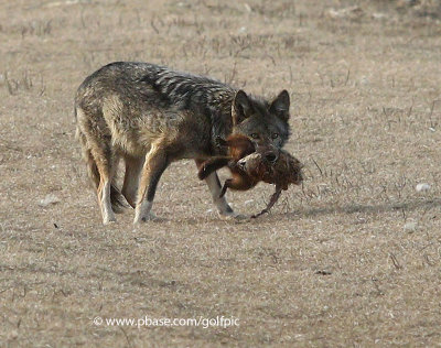 Coyote with groundhog