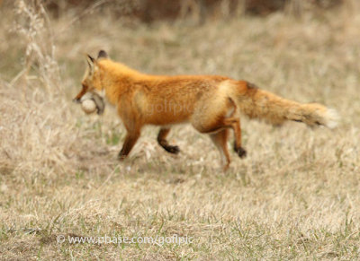 Fox runs off with Canada Goose egg