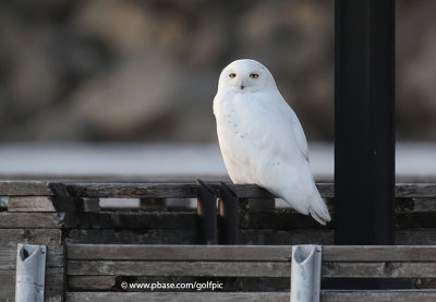 Sitting on the dock of the.......