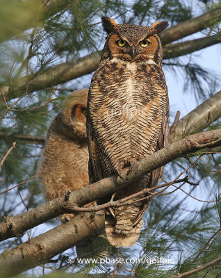 Mom and baby owl (one of two)