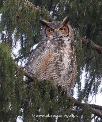 Great Horned Owl