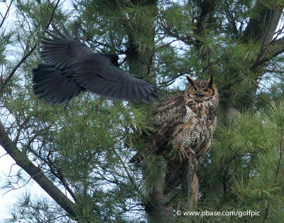 Crow versus Owl (insert sound of crows mobbing)