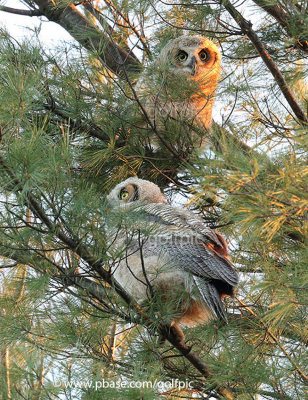 Owlets