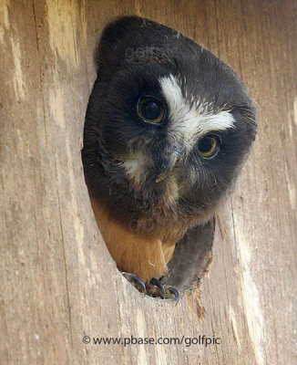 Baby Saw-whet Owl