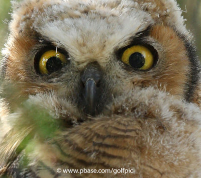 Great Horned Owlet