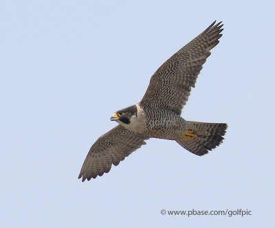 Peregrine Falcon is the fastest bird in the world.