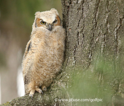 Great Horned Owlet