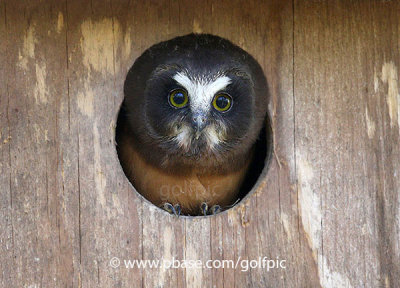 Northern Saw-whet Owl