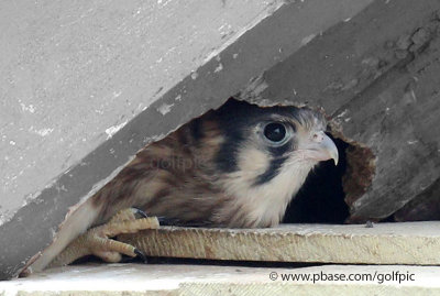 1 of 4 American Kestrel flegling at nest