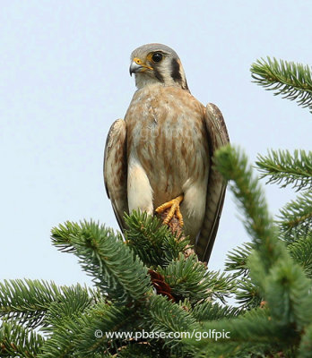 American Kestrel (adult female)