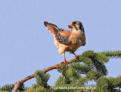 American Kestrel (adult male)