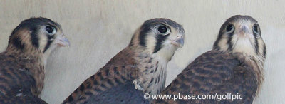 3 of 4 young American Kestrels