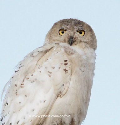 Snowy Owl in August right here in the Capital