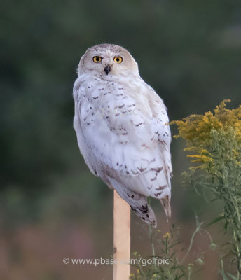 Snowy Owl year round