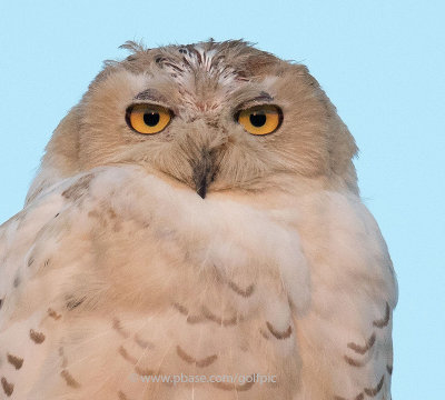 Losing my feathers. Snowy Owl moult.