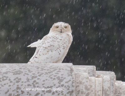 Guess who's not a happy owl?