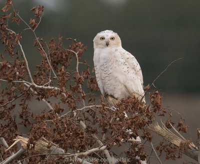 Snowy Owl after the crow chase