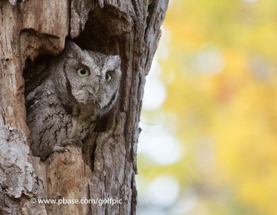 Eastern Screech Owl