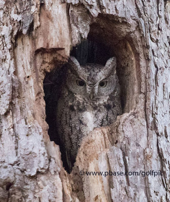 Screech Owl at ISO 12,800 (Canon 7D MK2)