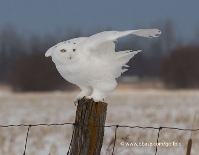 Snowy Owl