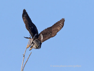 Northern Hawk Owl