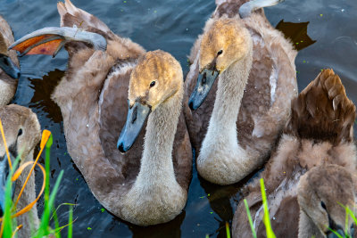 Lancaster Canal Cygnets