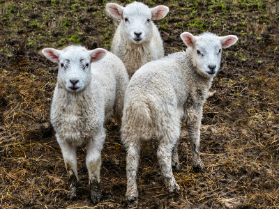 Cumbrian lambs
