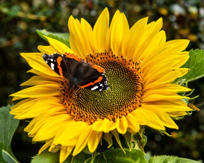 Sunflower and Butterfly.