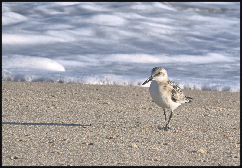 Piping Plover, probably