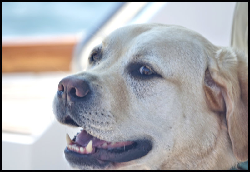 Salty dog