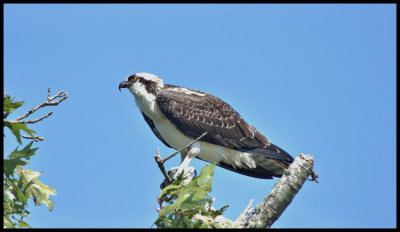 Osprey