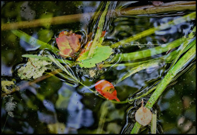 Pond gunk