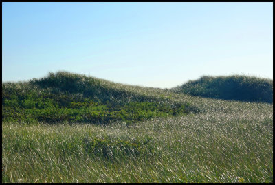 Grassy knoll