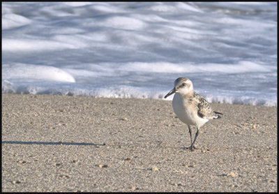Piping Plover, probably