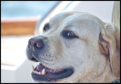 Salty dog