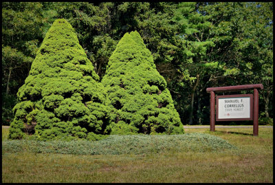 State forest