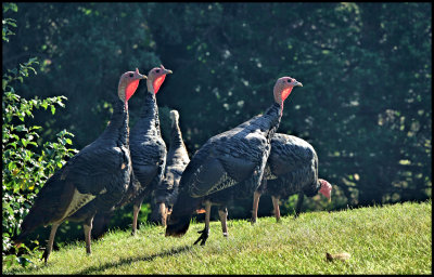 Turkey necks