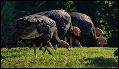 Turkey heads