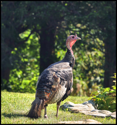 Turkey
