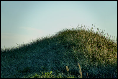 Hairy dune