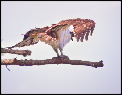 Osprey