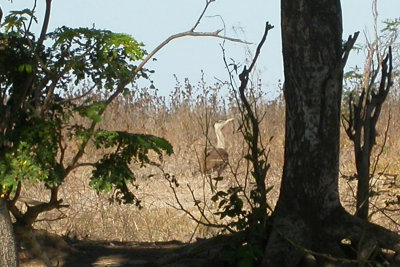 Australian Bustard