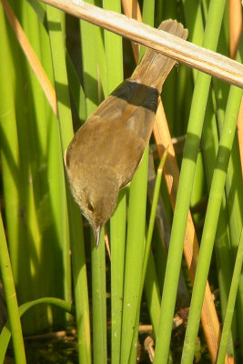 Australian Reed Warbler