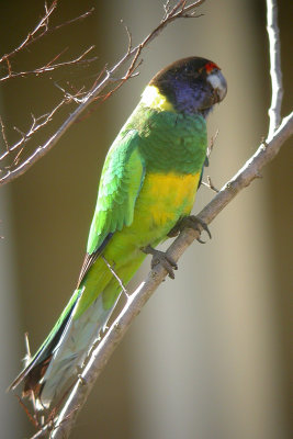 Australian Ringneck